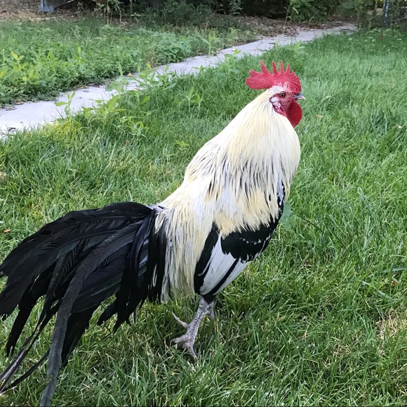 Meet your Posher, Sheri - Picture 1 of 1